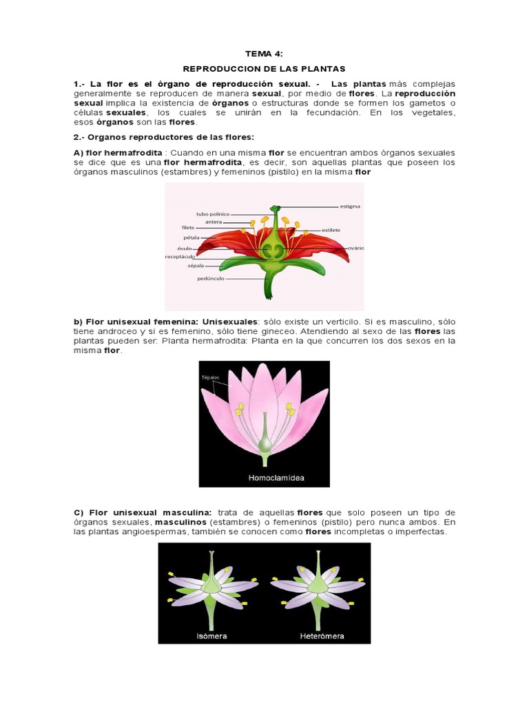 Frugal Sorprendido Alfabeto Tema 4 Reproduccion de Las Plantas | PDF | Sexo | Flores