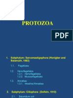 Protozoa Phylum Guide