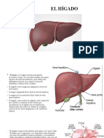 Presentación Del Higado