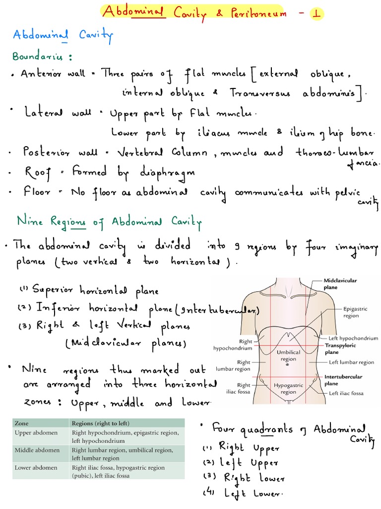 Abdominal Cavity - Peritoneum-1 | PDF | Peritoneum | Abdomen