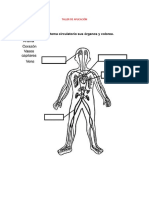 Taller de Aplicación Sistema de Circulatorio