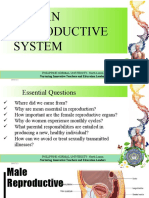 Human Reproductive System Guide