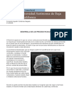 Crecimiento y Desarrollo - Desarrollo de Procesos Faciales - FernandoCardenas - 01249208