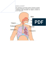 Sistema Respiratorio y Su Función