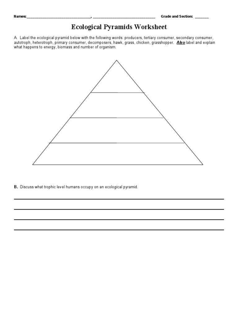 Ecological Pyramids Worksheet PDF