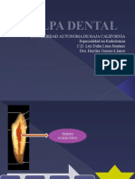 Pulpa Dental