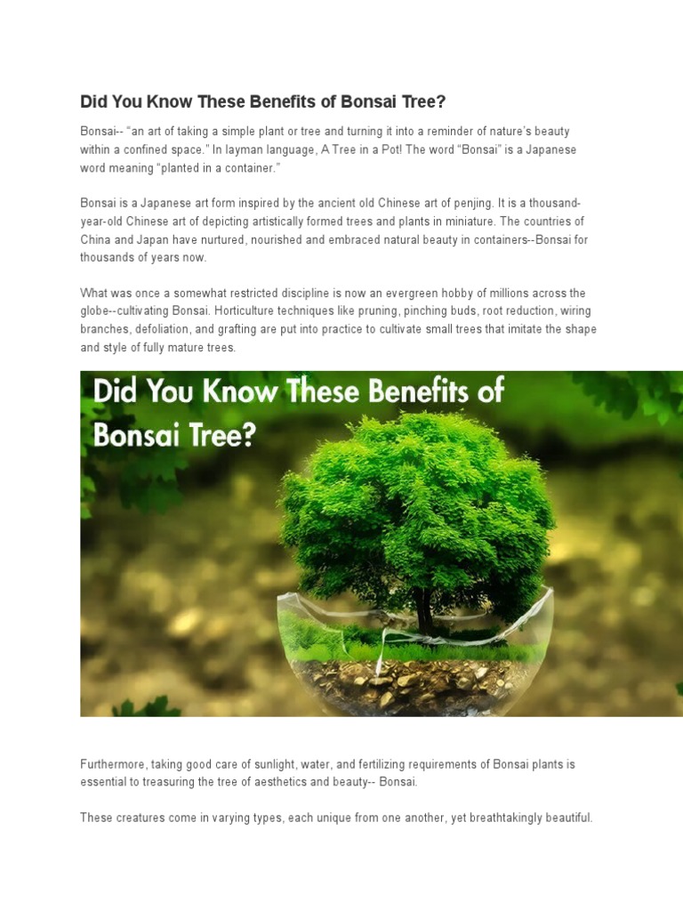 bonsai juniperus chinensis itoigawa Juniperus Chinesis Itoigawa Nr.10