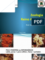 03 - Filo Porifera