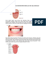 Gambar Sistem Pencernaan Dan Fungsinya