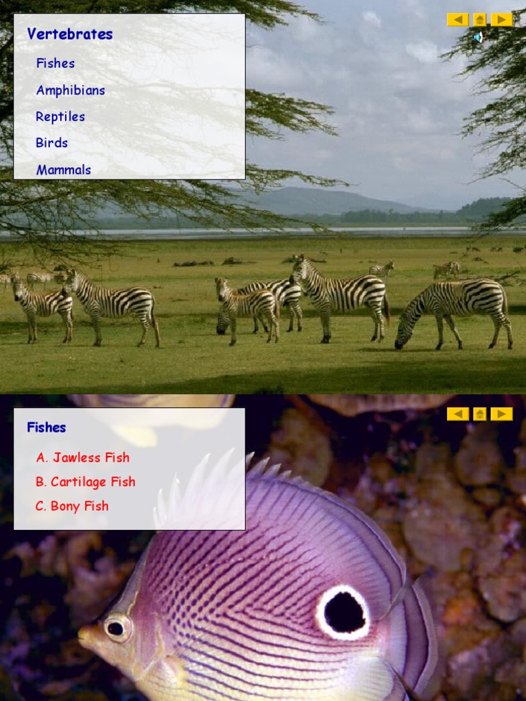 Overview of Vertebrate Classes | PDF | Fish | Amphibian