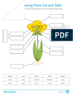 Parts of A Flowering Plant Cut and Stick Activity Sheet Organized