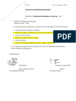 TP. 4 Monocotiledóneas Basales 