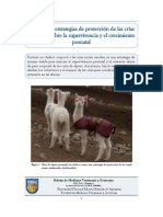 Boletin: Impacto de Estrategias de Protección de Las Crías de Alpaca Sobre La Supervivencia y El Crecimiento Posnatal