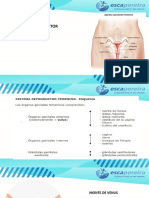 Anatomia Reproductor Femenino