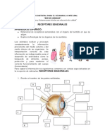 Receptores Sensoriales Aprendizaje Esperado:: "Pensamos y Actuamos para Brindar Una Educación de Calidad"