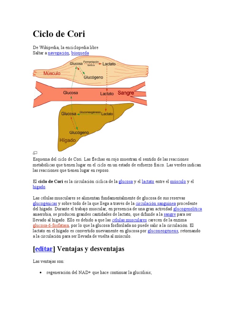 Ciclo de Cori