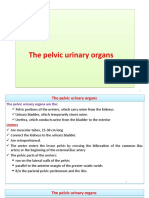 Pelvic Urinary Organ