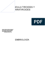 Glandula Tiroides y Paratiroides
