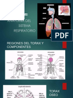 2.-Anatomia Sistema Respiratorio