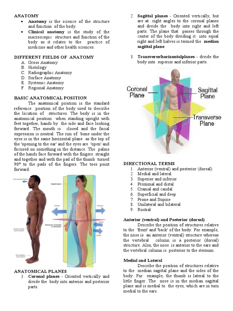 Anatomy of the Human Body | PDF | Anatomical Terms Of Location | Human Body