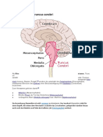 Hirnstamm