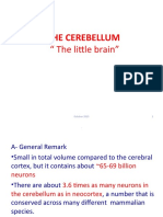 p7. The Cerebellum