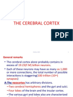 p6. The Cerebral Cortex