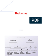 p4. Thalamus
