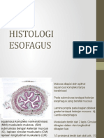 Histologi Esofagus: Epitel, Submukosa, Muskularis