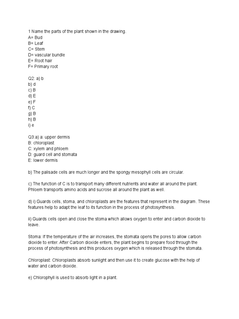 Plant Structure and Function Worksheet | PDF | Home & Garden | Science ...