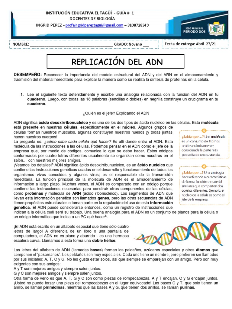 Estructura y Replicación del ADN | PDF | Adn | Replicación De Adn