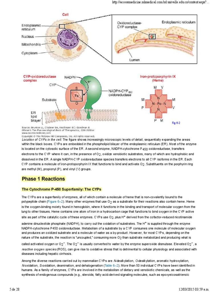Cytochrome P450 Enzymes Overview | PDF | Cytochrome P450 | Drug Metabolism