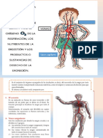 diapositivas circulatorio