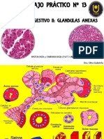 TP 13 Glándulas Anexas