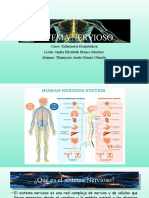 Sistema Nervioso