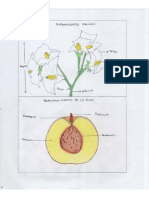 Partes Plantas (1)