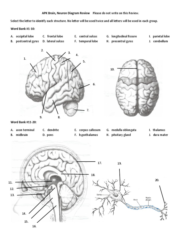 Neuron Diagram Structure Identification | PDF