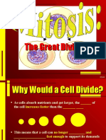 Mitosis 3rd Week