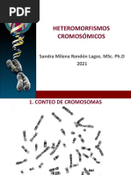 Clase 1. Heteromorfismos Cromosómicos. Julio 1 de 2021