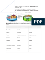 Célula Animal y Vegetal