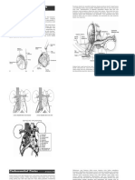 RDUro-Scotum Testes-RD2002