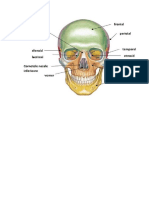 schelet craniu