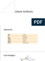 Trichuris Trichuria y PLasmodium