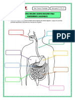 Ficha 9 Sep. Conocemos Nuestro Sistema Digestivo para Mantenernos Saludables