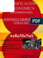 Aeromonas Exp