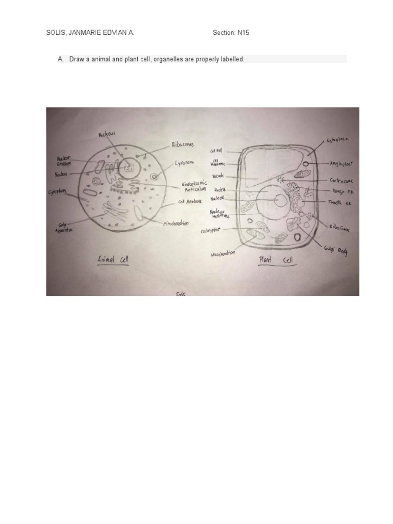 Draw Solis | PDF