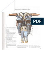 Tarea de Dibujos Anatomia)