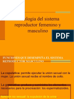 Fisiología sistema reproductor