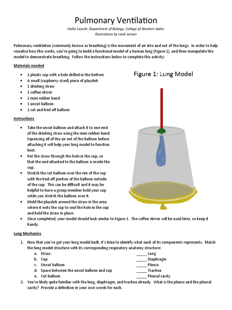 Lung Model Activity for Pulmonary Ventilation | PDF | Breathing | Asthma
