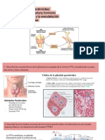 Glándula Paratiroidea: Ubicación, Estructura, Hormona Paratiroidea (PTH) y La Remodelación Ósea